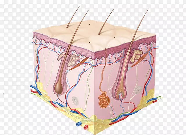 人体皮肤细胞图-整体系统