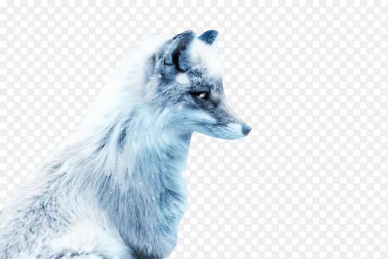 北极狐银狐红狐北极狐