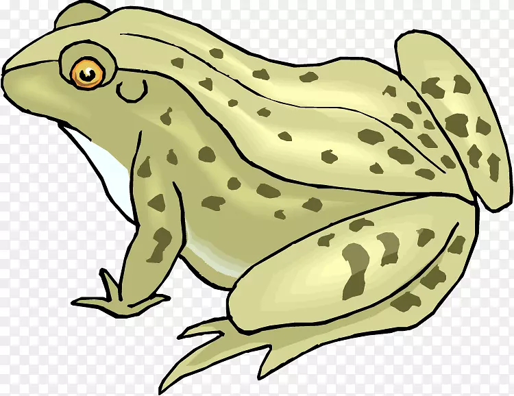 青蛙和蟾蜍两栖动物剪贴画-青蛙