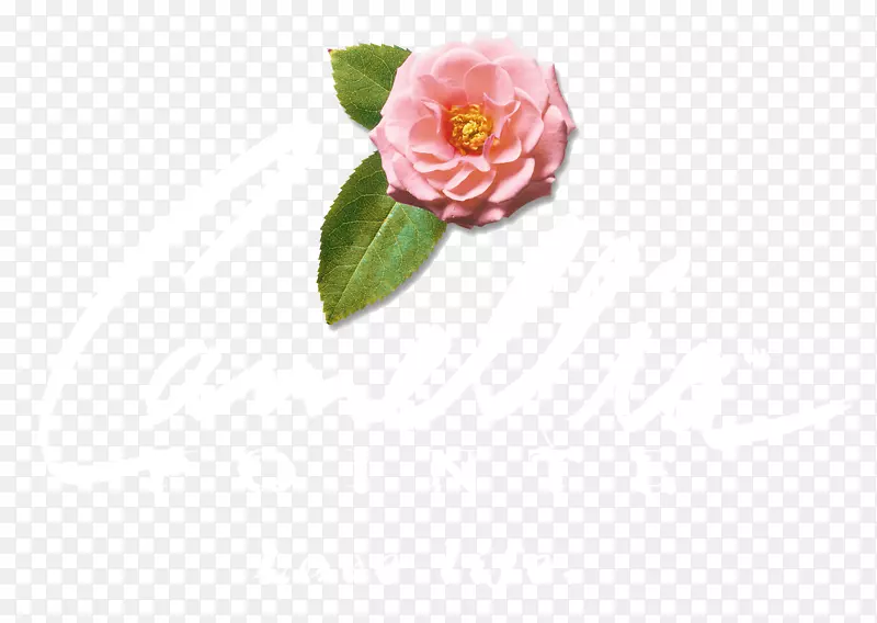 甘蓝玫瑰花园玫瑰花瓣切花粉红色m点空白标志