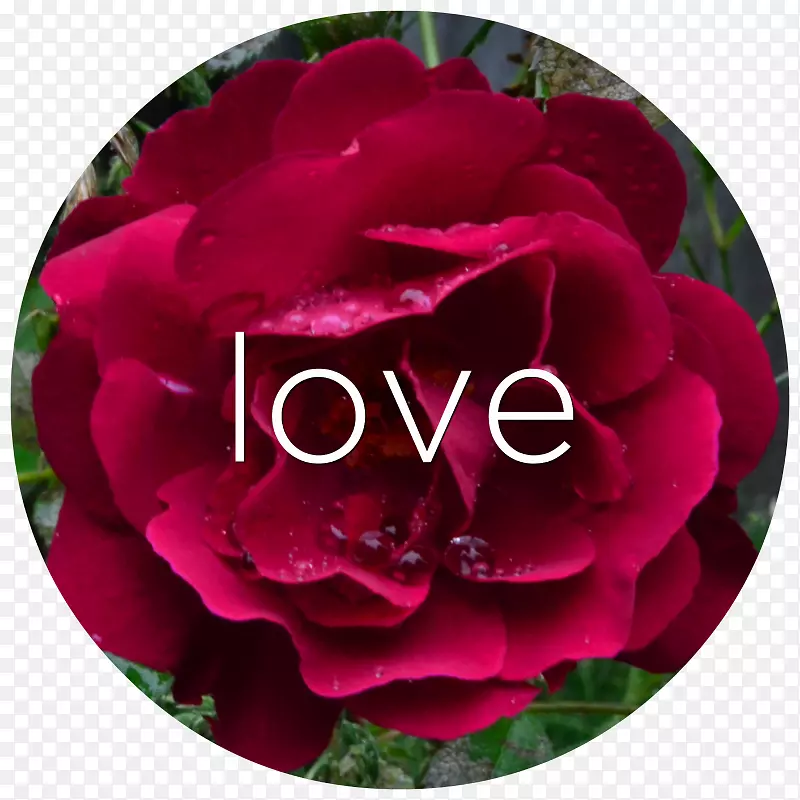 花园玫瑰、卷心菜、玫瑰、花瓣、牡丹-爱情玫瑰花