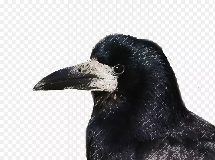 罗克美洲乌鸦鸟新加里东乌鸦鸟