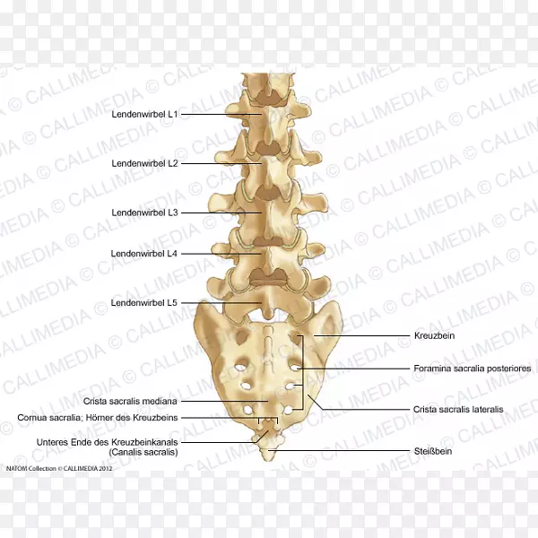 腰椎骶骨系统