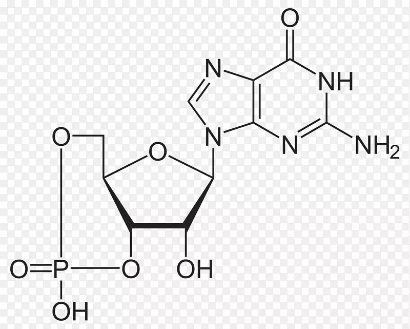 三磷酸腺苷结构环磷酸鸟苷分子脱氧鸟苷-GMP
