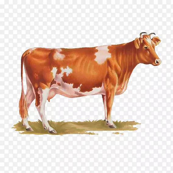 艾尔郡牛犊得克萨斯州长角公牛