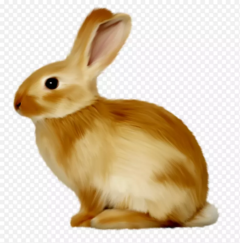 国内兔子欧洲兔子复活节兔子剪贴画-兔子