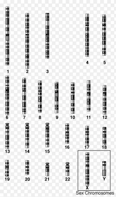 常染色体1基因生物学.染色体结构