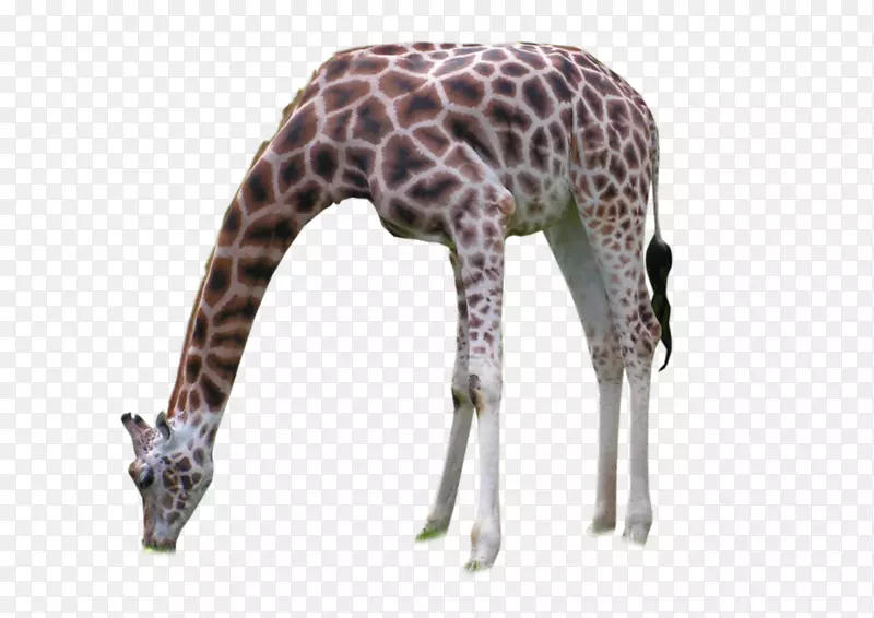 长颈鹿颈野生动物陆生动物长颈鹿