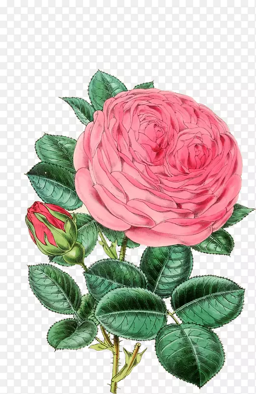 插图玫瑰图像插花艺术-玫瑰