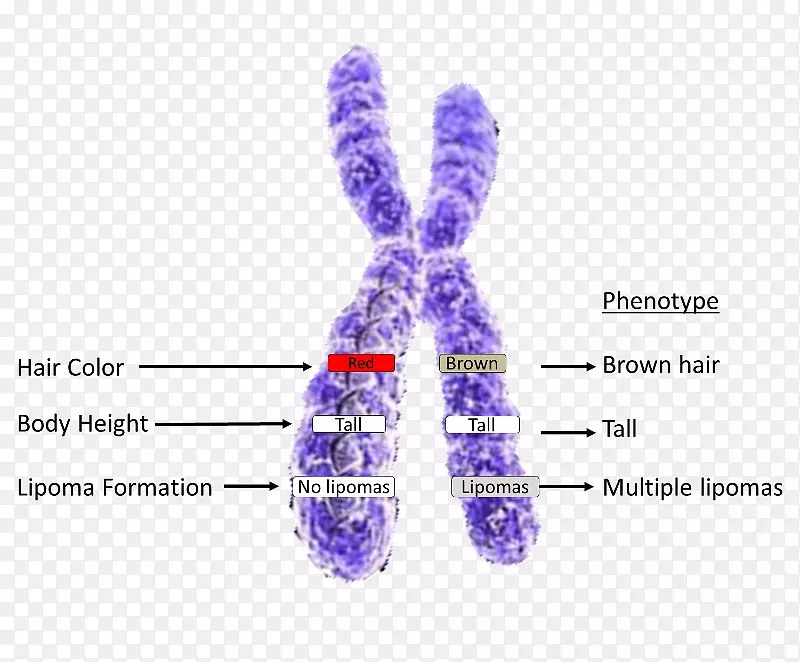 X染色体等位基因遗传学.染色体结构
