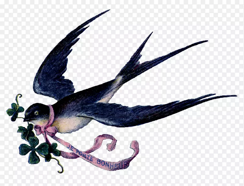 燕子夹艺术海鸥形象-鸟