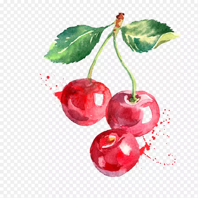 水彩画图形樱桃画浆果樱桃