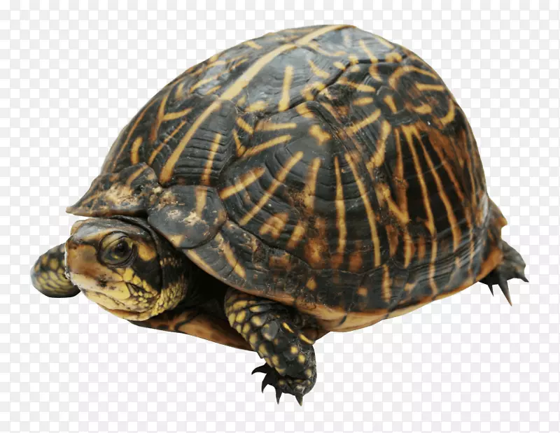 盒龟爬行动物剪贴画png图片.海龟
