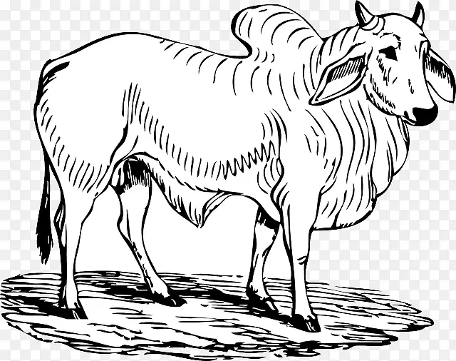 婆罗门牛，赫里福德牛，荷牛，安格斯牛，剪贴画