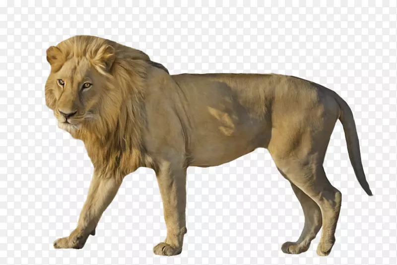 东非狮子png图片猫图像剪辑艺术-猫