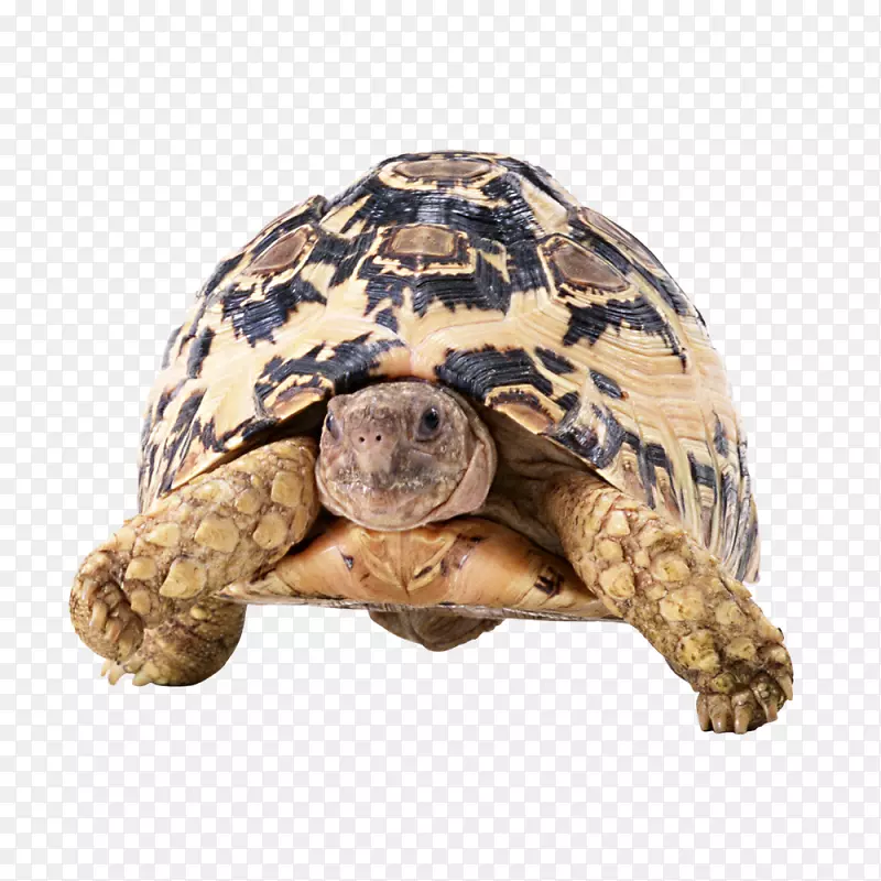 爬行动物龟红耳滑块龟形象龟