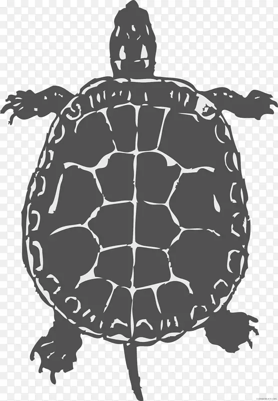 常见的爬行动物海龟剪贴画-海龟