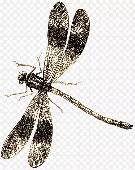 昆虫蜻蜓插图图片-昆虫