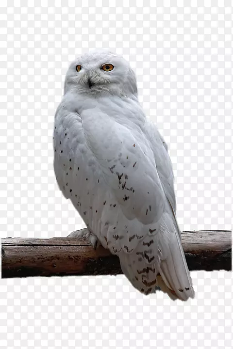 雪白猫头鹰猛禽png图片.OWL Gruffalo