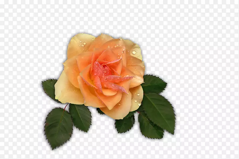 花园玫瑰png图片图像剪辑艺术文件格式-玫瑰