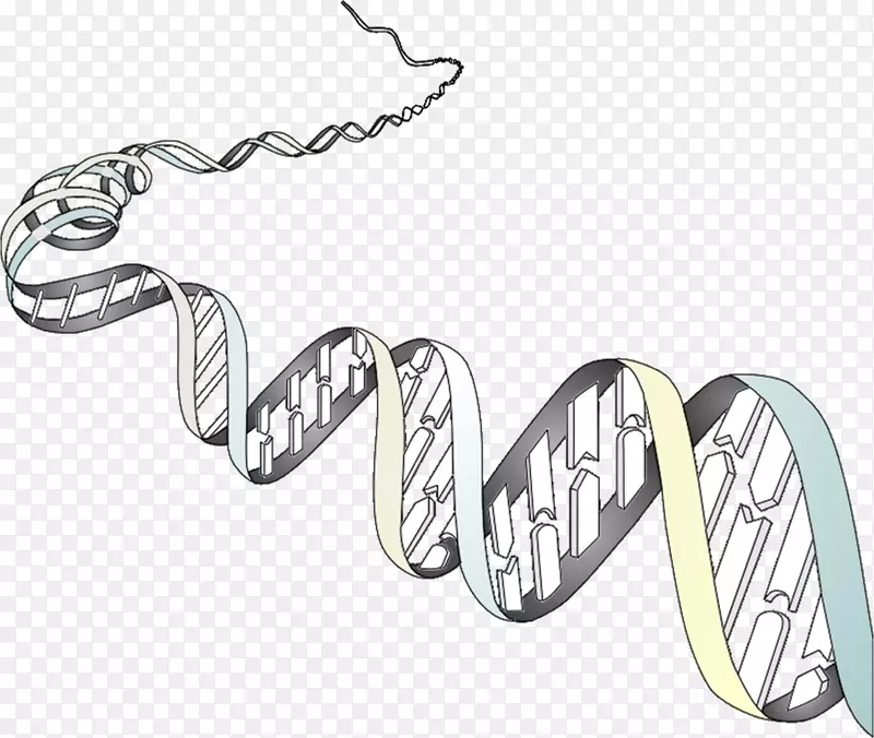 遗传学有机体细胞表型染色体