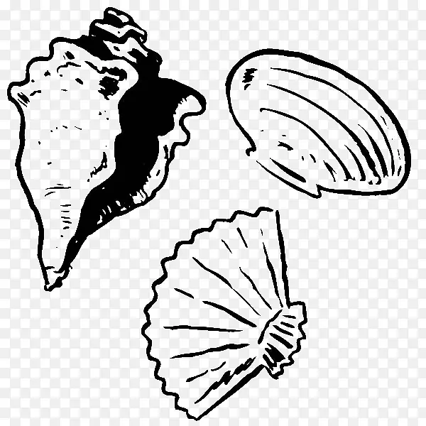 蛤蜊贝壳着色书画牡蛎海贝壳