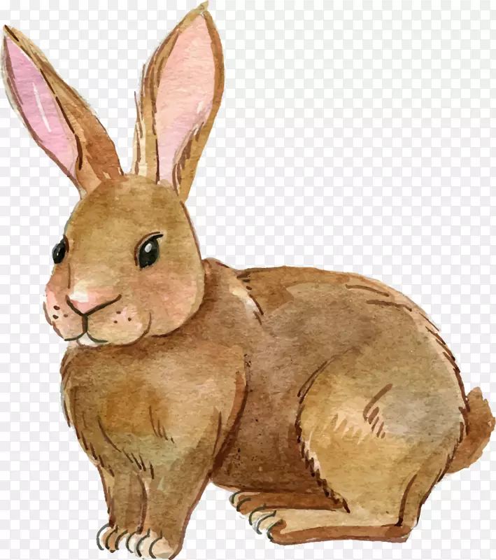 剪贴画png图片欧洲兔子图像-兔子