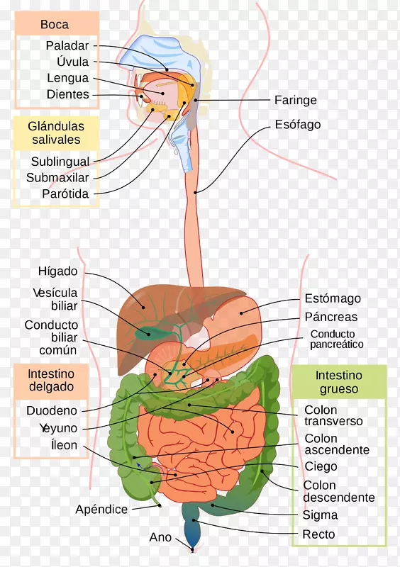 胃肠道消化生理学人体消化系统-人类消化系统