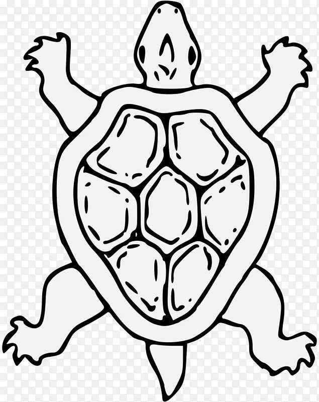 纹章龟艺术龟爬行动物-海龟