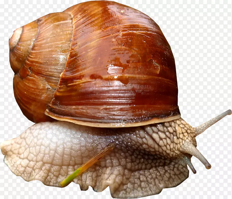 池塘蜗牛可移植网络图形腹足类.蜗牛
