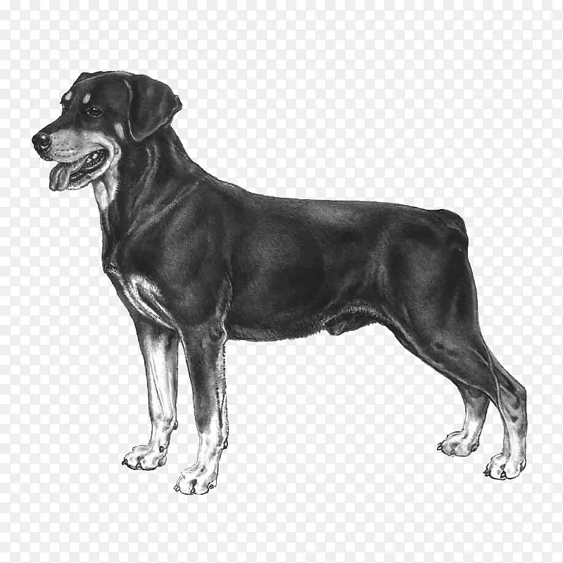 拉布拉多猎犬金毛猎犬品种-法国狗