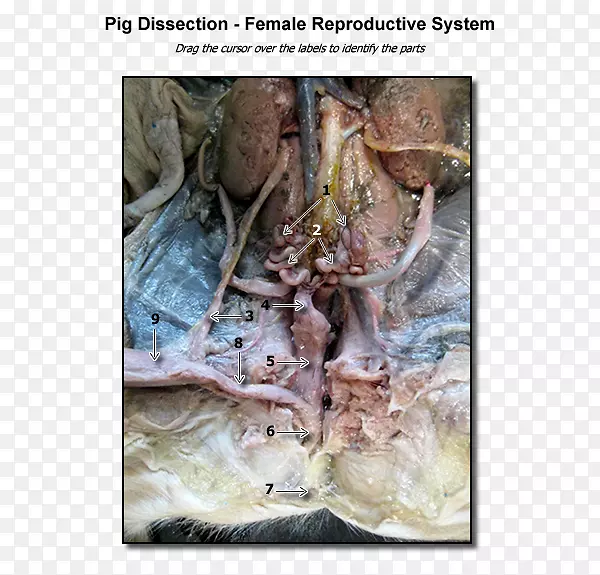 动物性动物海产品下颚-雌性生殖系统