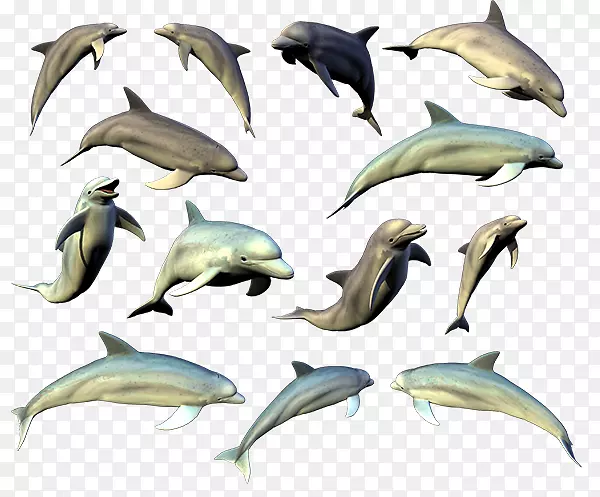 普通宽吻海豚短喙海豚图库溪海豚
