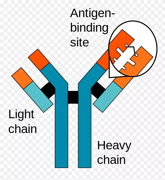 抗原抗体相互作用免疫系统单克隆抗体-地质达尔文
