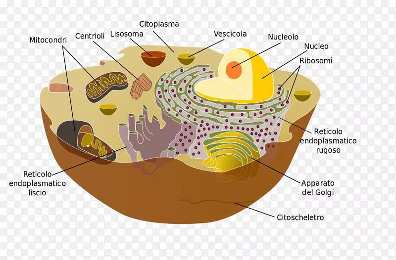 细胞器细胞膜，真核生物