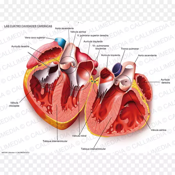 心脏体腔循环系统解剖心血管疾病-心脏