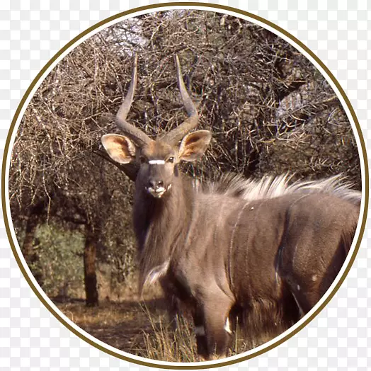 麋鹿-白尾鹿-水鹿动物-鹿