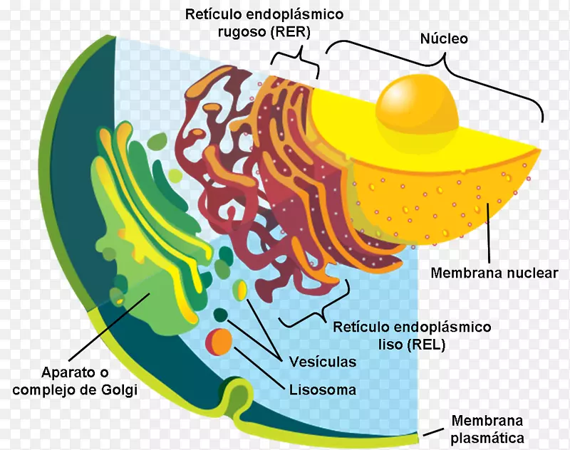 植物囊泡细胞分泌细胞膜-植物