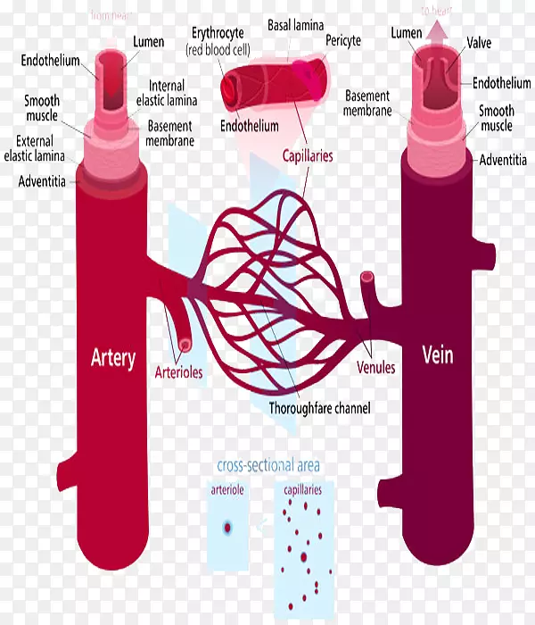 人体毛细血管循环系统-血管