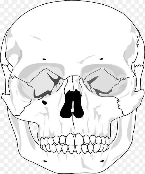 剪贴画头骨图形人体骨骼头骨轮廓