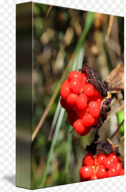 覆盆子，蔓越莓，桑树-红浆果枝