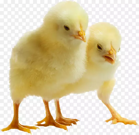 鸡作为食物家禽饲料公鸡-Pollito