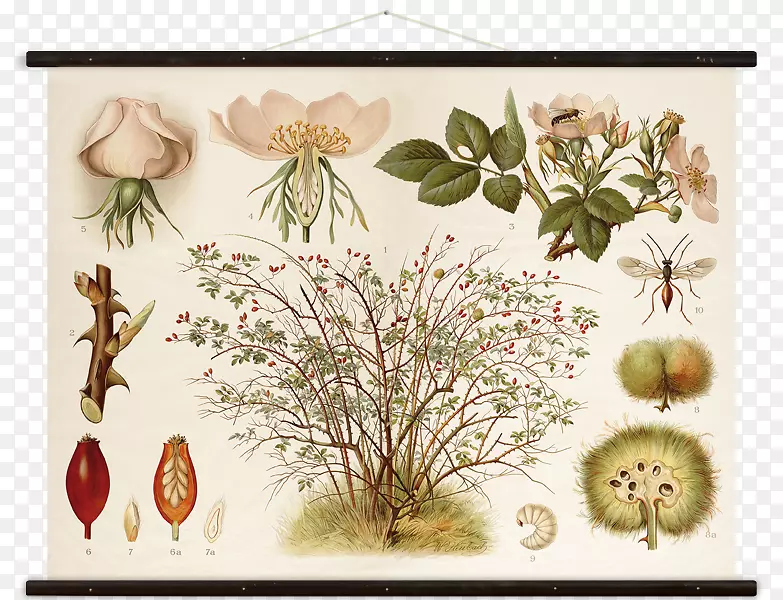花卉设计罗莎犬-红玫瑰植物学画布-挂图