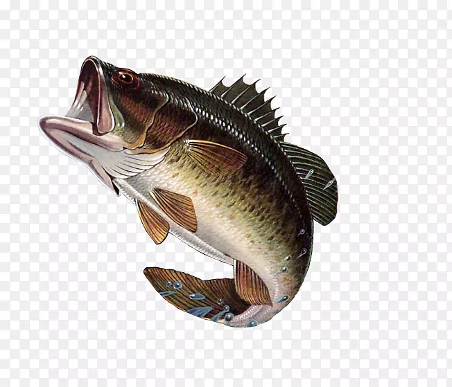 粗口鲈鱼捕捞瓜达卢佩鲈鱼夹艺术-大嘴鲈鱼