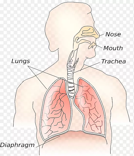 呼吸系统夹持艺术呼吸肺呼吸道科技的差异