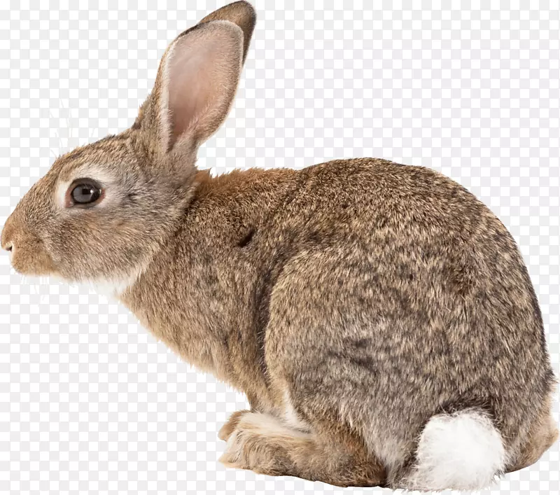 黑尾野兔，白尾鹿，兽医，宠物-有趣的兔子耳朵