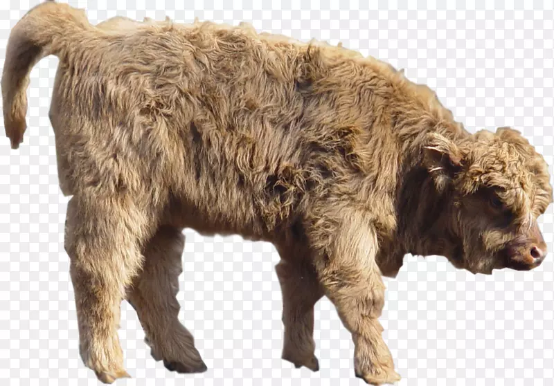 牛犀牛拉格托罗曼诺罗美洲野牛犬品种野牛小牛