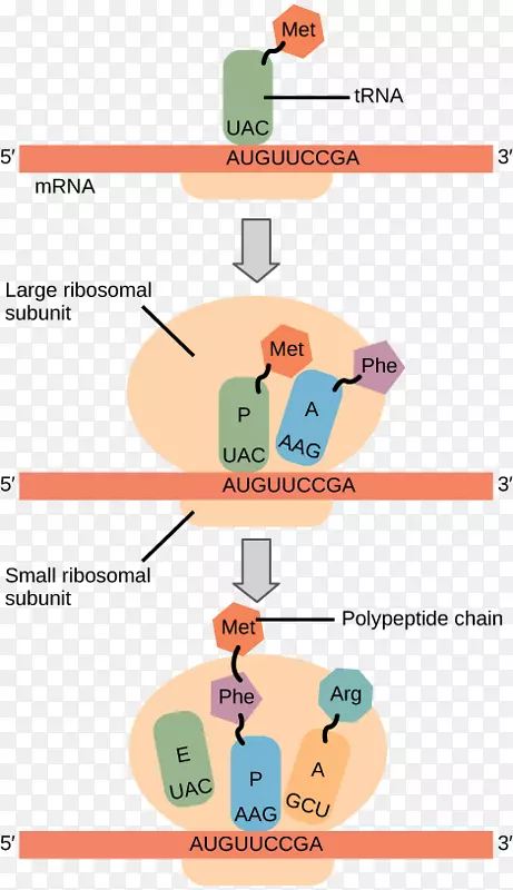 核糖体与蛋白质合成：一种实用的蛋白质生物合成方法-转录起始密码子
