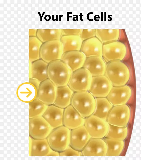 冷冻脂肪组织脂肪手术腹部肥胖冷冻脂肪细胞