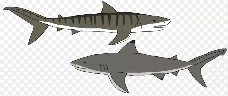 虎鲨鳞状鲨鱼安魂曲鲨鱼动物群礁鲨牙齿